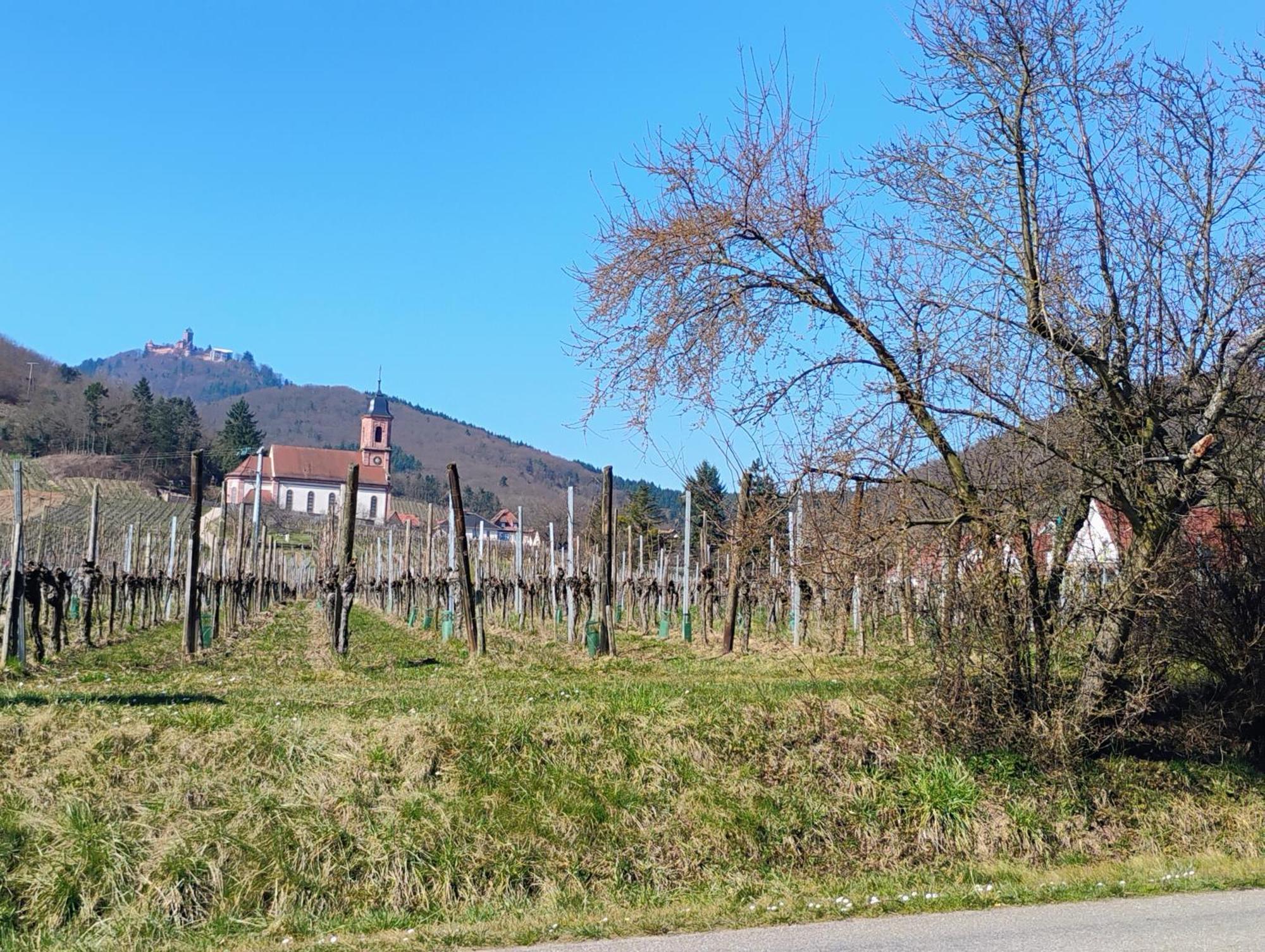 Gite Le Marronnier - Au Calme - Parking & Terrasse - Pres De Colmar Et Riquewihr - Route Des Vins Châtenois Zewnętrze zdjęcie