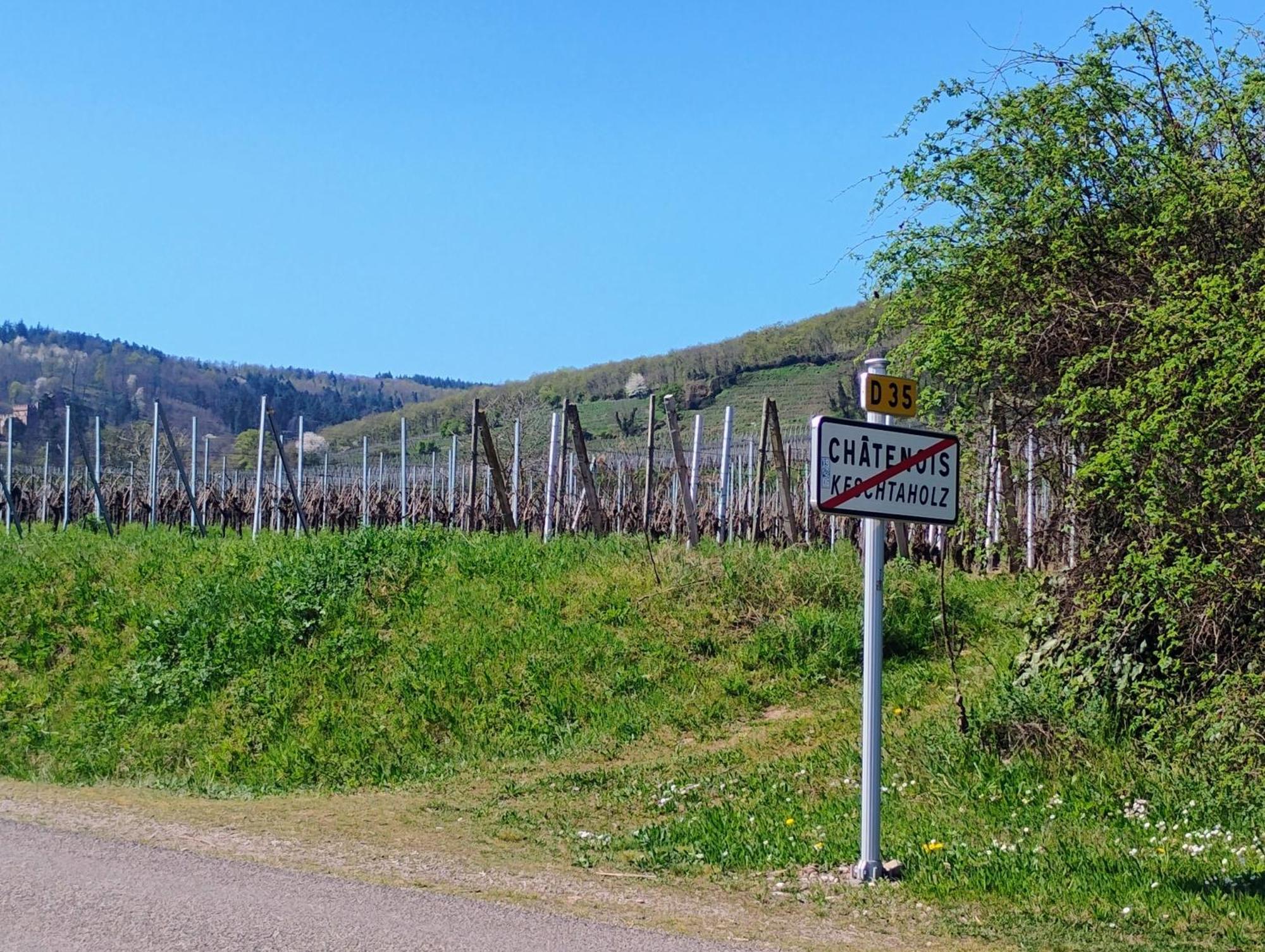 Gite Le Marronnier - Au Calme - Parking & Terrasse - Pres De Colmar Et Riquewihr - Route Des Vins Châtenois Zewnętrze zdjęcie